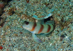 「ダテハゼ」　ほしみさん