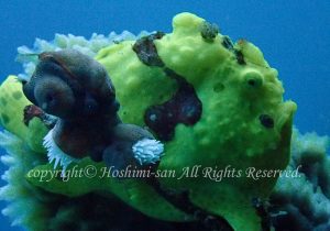 「イロカエルアンコウ」　ほしみさん