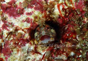 「コケギンポ」　ほしみさん