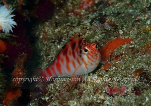 「ミナミゴンベ」　ほしみさん