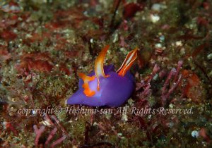 「ムラサキウミコチョウ」　ほしみさん