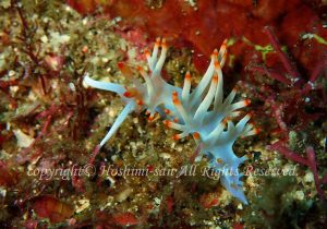 「サキシマミノウミウシ」　ほしみさん