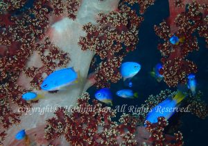 「ソラスズメダイ」　ほしみさん