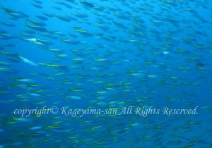 「タカベ」　かげやまさん