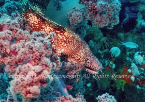 「ウツボ」　かげやまさん