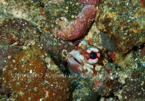 「ジョーフィッシュ」　ほしみさん