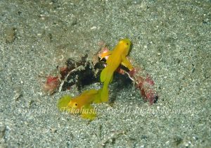 「ミジンベニハゼ」　たかはしさん