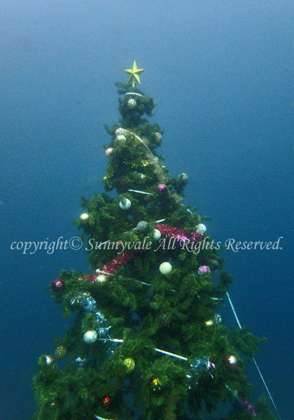 水中クリスマスツリー
