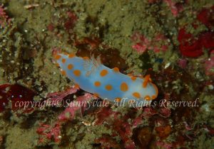 キイボキヌハダウミウシ