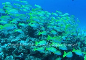 「ヨスジフエダイ」　まえのさん