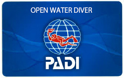 PADI Cカード