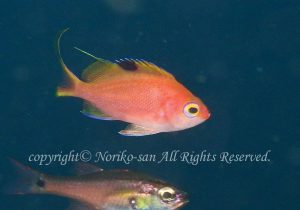 「サクラダイ」　のりこさん