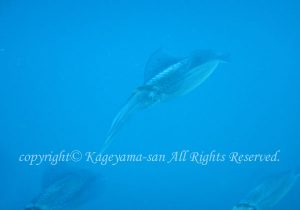「アオリイカ」　かげやまさん