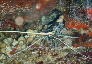 「ゴシキエビ」　かげやまさん