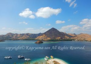 「コモド」　かげやまさん