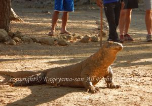 「コモドドラゴン」　かげやまさん