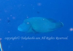 「ナポレオン」　たかはしさん