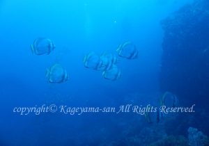 「ツバメウオ」　かげやまさん