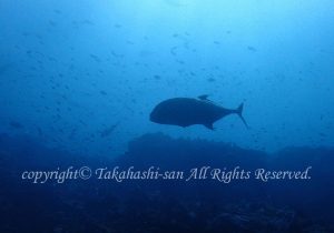 「ロウニンアジ」　たかはしさん
