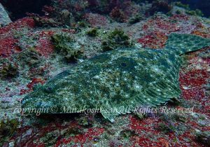 「ヒラメ」　むらこしさん