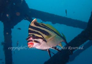 「ミギマキ」　ほしみさん