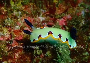 「フジナミウミウシ」　むらこしさん