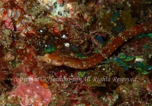 「ホソウミヤッコ」　ほしみさん