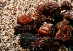 「ジョーフィッシュ」　よしみさん