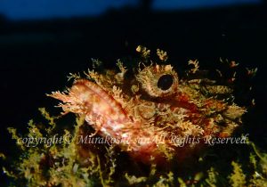 「オニカサゴ」　むらこしさん