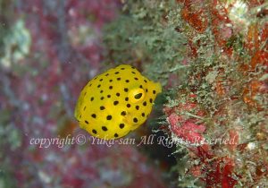 「ハコフグ」　ゆかさん