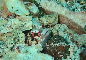 「ジョーフィッシュ」　ゆかさん