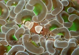 「ハモポントニア・フンジコーラ」　ゆかさん