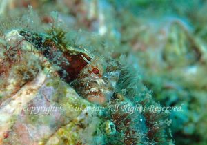 「マツバギンポ」　ゆかさん