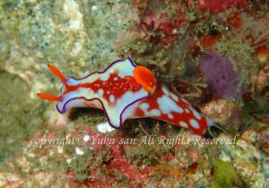 「ニシキウミウシ」　たかはしさん