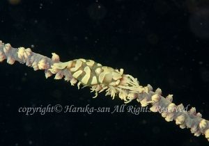 「ムチカラマツエビ」　はるかさん