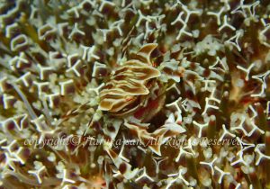 「ゼブラガニ」　はるかさん