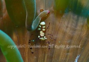 「イソギンチャクエビ」　よしみさん