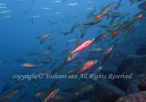 「ムツ・マアジ･カマスの群れ」　よしみさん