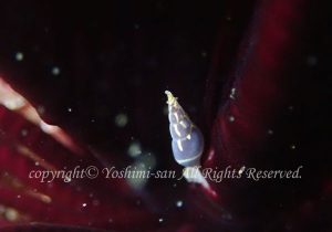 「オオウミシダトウマキクリムシ」　よしみさん