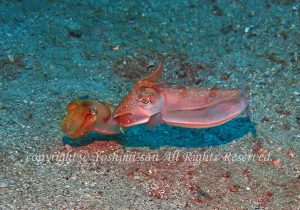 「スジコウイカ」　よしみさん