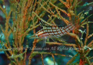 「クダゴンベ」　よしみさん