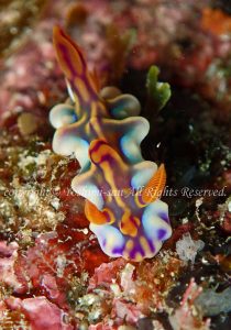 「ミアミラウミウシ」　よしみさん