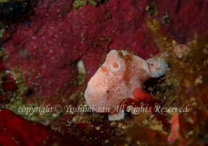 「オオモンカエルアンコウ」　よしみさん