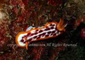 「サビウライロウミウシ」　よしみさん