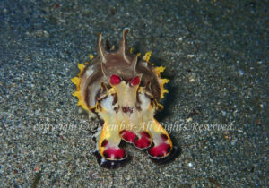 「ハナイカ」　えーさん