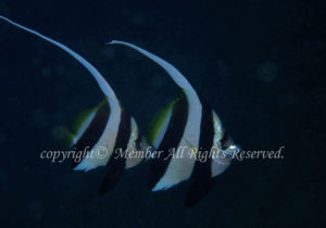 「ハタタテダイ」　わーさん