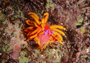 「イボヤギミノウミウシ」　みずきさん