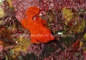 「イロカエルアンコウ」　えーさん