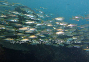 「マアジ」　みずきさん