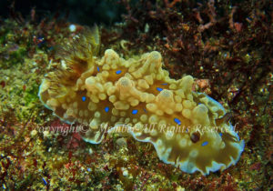 「ミヤコウミウシ」　わーさん